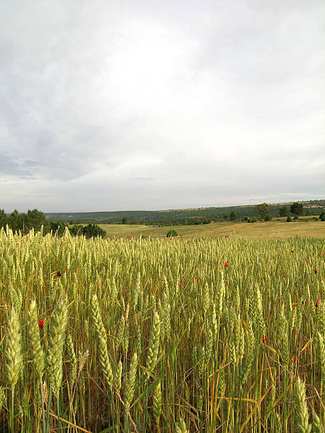 Green Wheat Field - Stormy Sky stock photo