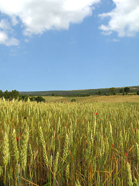 Green Wheat Field - Blue Sky stock photo