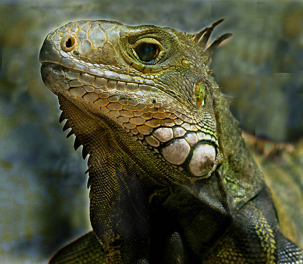 Iguana - fotografia de stock