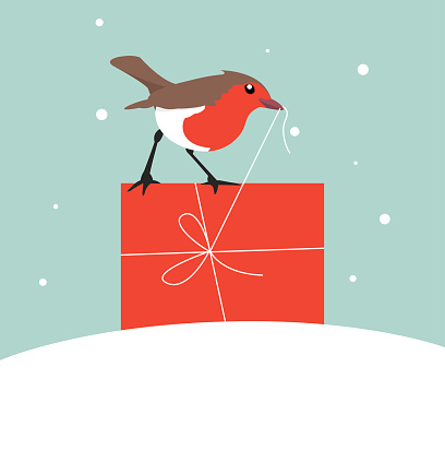 A cheeky little red English robin standing on a red gift box and pulling the string / gift wrap. 