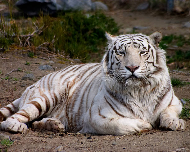 tiger (captive) stock photo