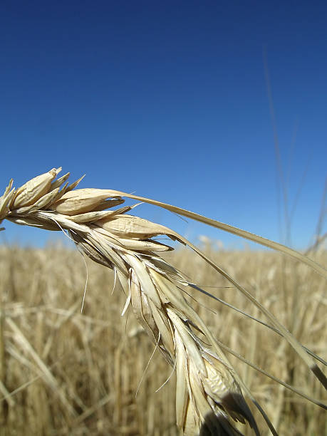 Golden Wheat Field - Macro stock photo