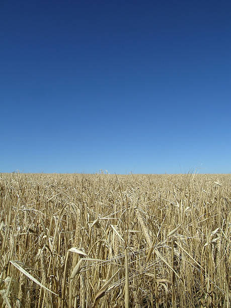Golden Wheat Field stock photo