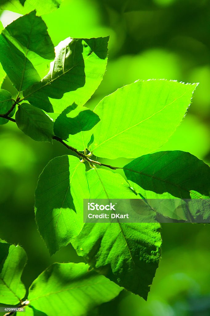 Fresh and green leaves Green leaves on the green backgrounds 2015 Stock Photo