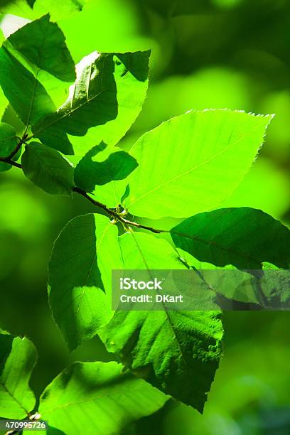 Fresh And Green Leaves Stock Photo - Download Image Now - 2015, Abstract, Agriculture