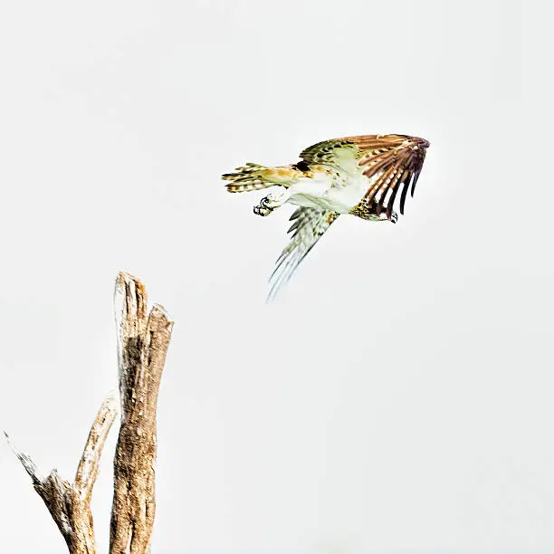 Photo of Osprey