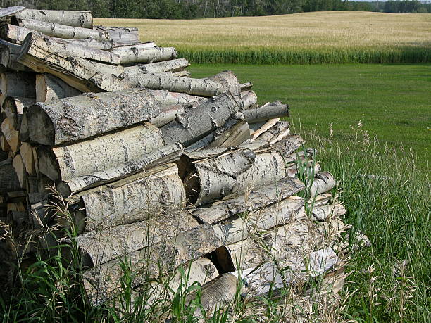 istock Woodpile next to field 470996041