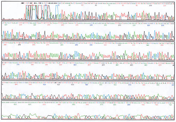 Medical/Science: DNA sequence. This is a printout of a DNA sequence, as spat out by an automated DNA sequencer. tyrosine photos stock pictures, royalty-free photos & images
