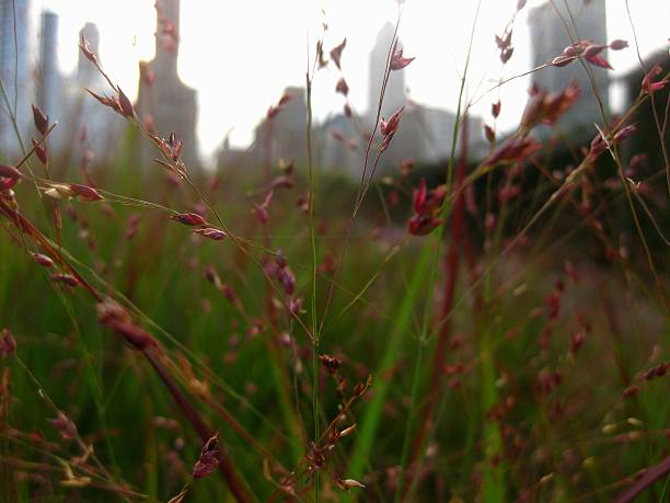 Lurie Garden Close-up of red grass against an urban city scape. lurie stock pictures, royalty-free photos & images