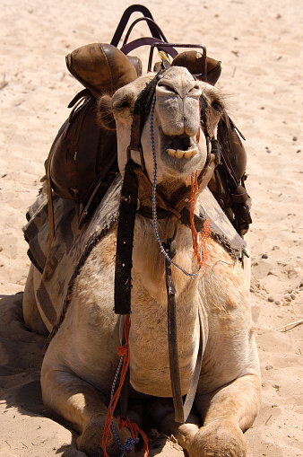 A camel complaining