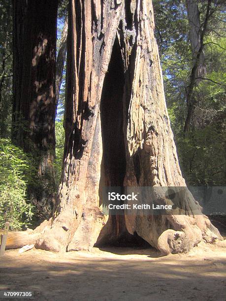 Redwood Tree Stockfoto und mehr Bilder von Baum - Baum, Blatt - Pflanzenbestandteile, Erdreich