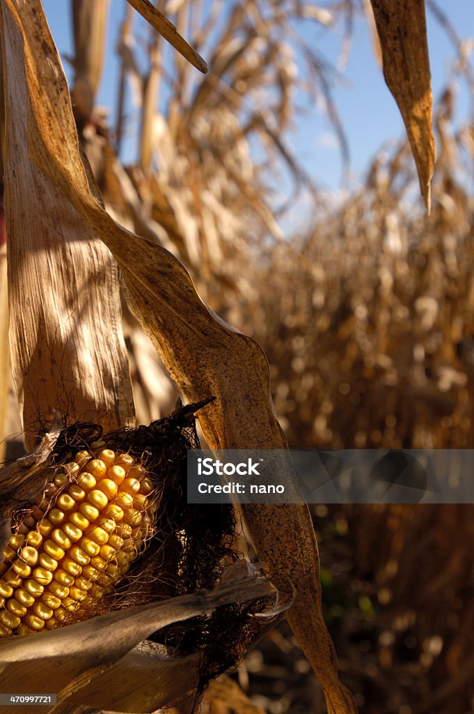 Grãos de milho colheita de outono - Foto de stock de Agricultura royalty-free