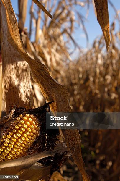 Foto de Grãos De Milho Colheita De Outono e mais fotos de stock de Agricultura - Agricultura, Caule, Cereal
