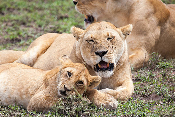 istock Lioness and cub rubbing heads 470997882