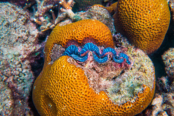 istock Wonderful and beautiful underwater world with corals 470997892