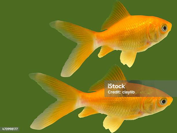 Peixe Dourado Stock Isolado - Fotografias de stock e mais imagens de Amarelo - Amarelo, Animal, Animal de Estimação