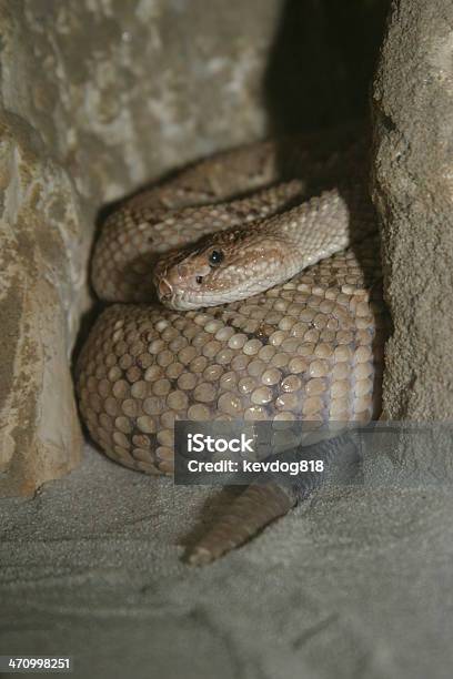 Rattlesnake Stock Photo - Download Image Now - Animal, Animal Themes, Animal Wildlife