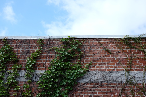 A commercial brick building with thick vines growing up the side of it against a summer sky.