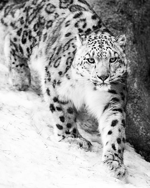 Snow Leopard Walking in Snow