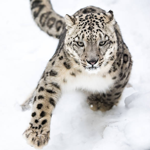 leopardo-das-neves no prowl vi - snow leopard imagens e fotografias de stock