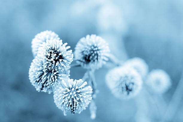 Azul Inverno Burdock II - fotografia de stock