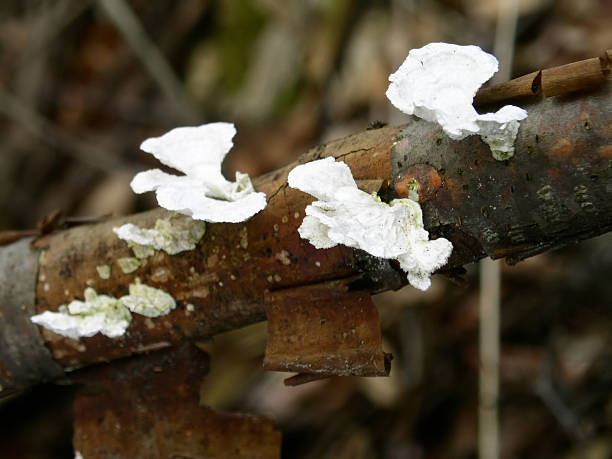 trametes-inconcludenti specie - inconclusive foto e immagini stock