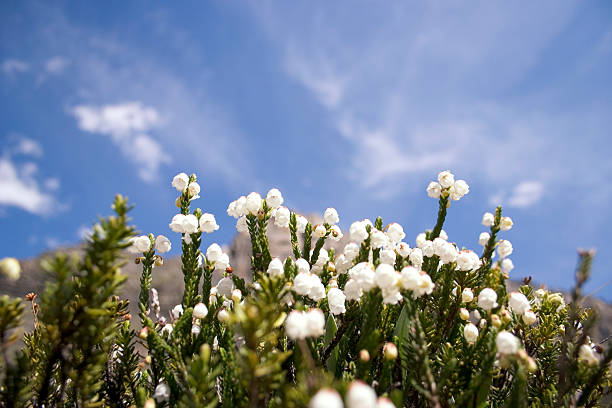 istock Mountain Flowers in meadow 470998829
