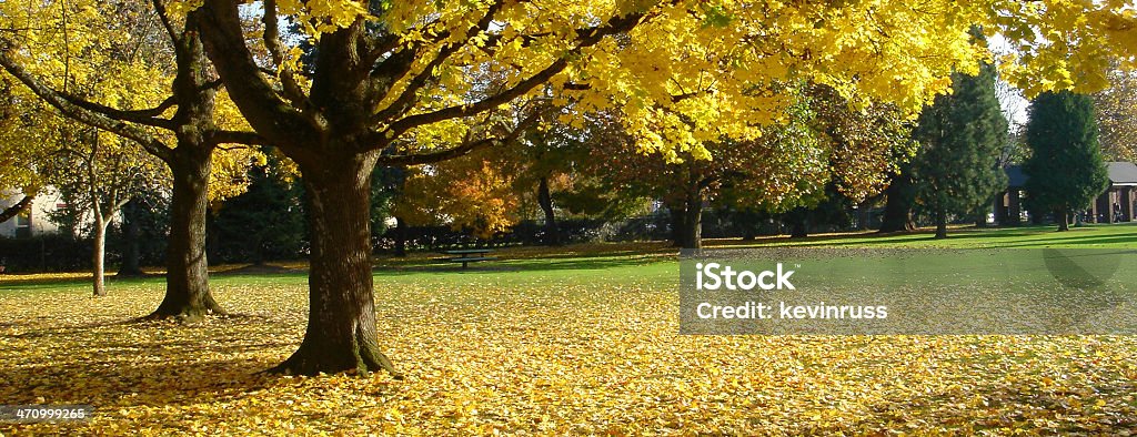 Słoneczny jesienny dzień z pomarańczowe i żółte liście - Zbiór zdjęć royalty-free (Bez ludzi)
