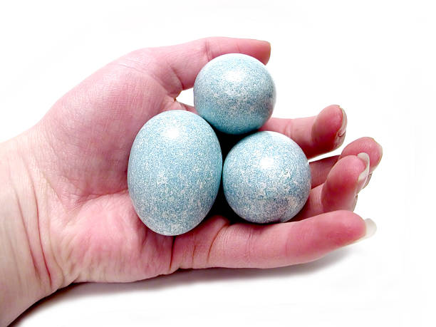 Blue eggs in hand stock photo