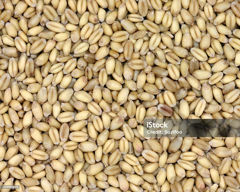 whole wheat (soft berries) "Soft" wheat berries (grains), a nutritious whole grain.  Backgrounds Stock Photo