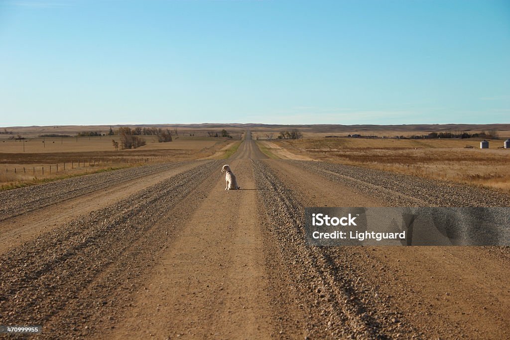 Cane della Prateria - Foto stock royalty-free di Animale da compagnia