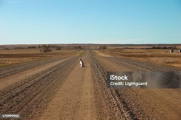 Prairie Pies - zdjęcia stockowe i więcej obrazów Zagubiony - Zagubiony, Zwierzę domowe, Saskatchewan