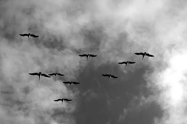 pelicans over head in black and white