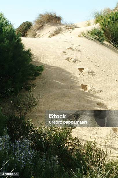 Passos De Dunas - Fotografias de stock e mais imagens de Amarelo - Amarelo, Ao Ar Livre, Arbusto