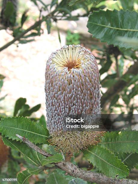 Banksia Blue Mountains Australia - Fotografie stock e altre immagini di Ambientazione esterna - Ambientazione esterna, Antico - Condizione, Australia