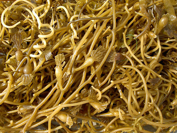 Seaweed Background stock photo