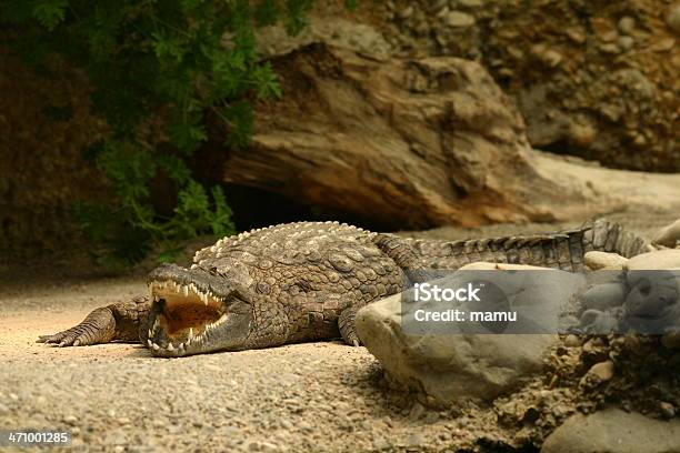 Dangerous Crocodile Stock Photo - Download Image Now - Animal, Animal Mouth, Animal Themes