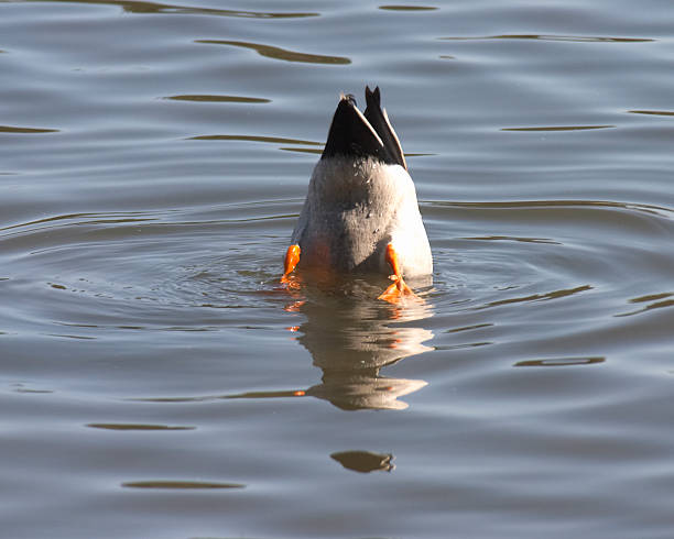 duckbutt stock photo