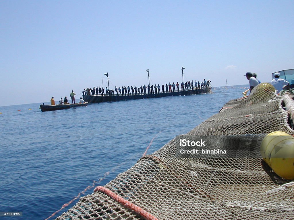 Тунец рыбалка: mattanza в favignana - Стоковые фото Ловить рыбу роялти-фри