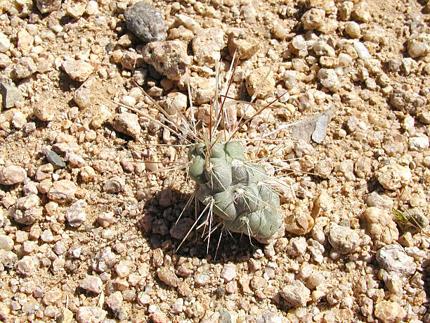 Cactus stock photo