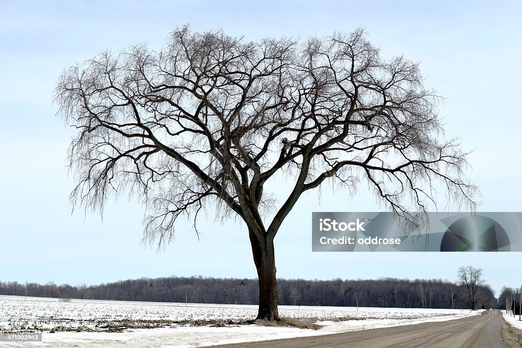 Olmo - Foto stock royalty-free di Albero