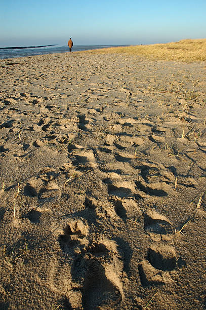 istock beach at coast of North Sea 471002973