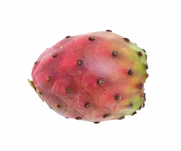 The fruit of a prickly pear cactus, isolated on white. Prickly pear fruit are known by a variety of names, including "Indian fig," "barbary fig," "tuna," "Indian pear," or "cactus pear."