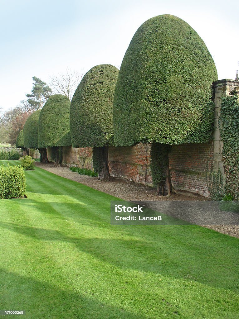 Decorative trees Topiary at English country house England Stock Photo