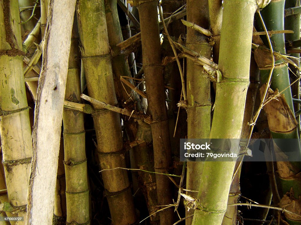 대나무 - 로열티 프리 0명 스톡 사진