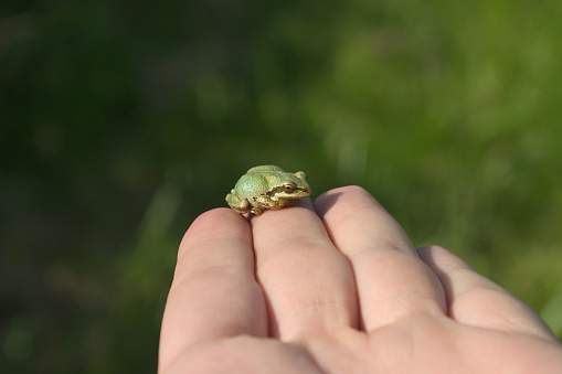 Green Tree Frog resting on naturalists hand.