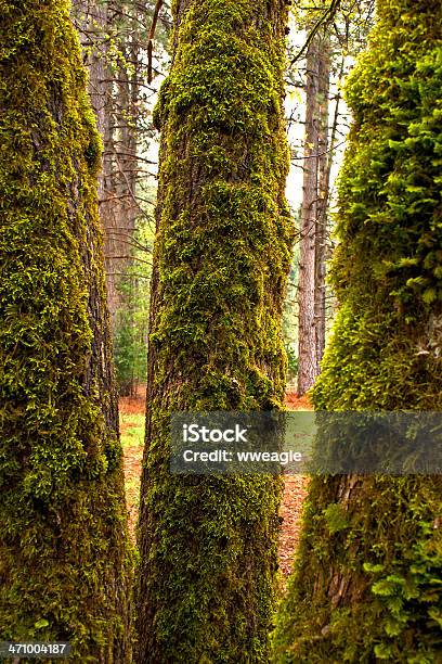 Moss Tree Trio Stock Photo - Download Image Now - Branch - Plant Part, Cedar Tree, Coniferous Tree