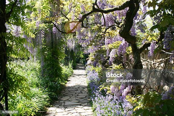 Foto de Lavanda Violeta 6 e mais fotos de stock de Wisteria Sinensis - Wisteria Sinensis, Arbusto, Arco - Característica arquitetônica