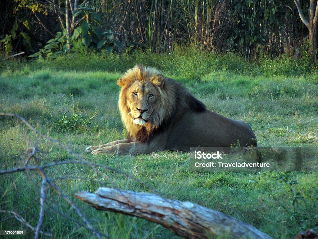 ライオンの夕日 - アフリカのロイヤリティフリーストックフォト
