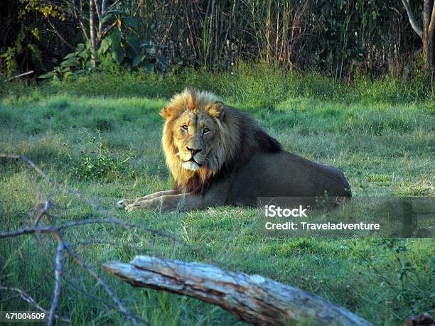 ライオンの夕日 - アフリカのストックフォトや画像を多数ご用意 - アフリカ, ケニア, ライオン